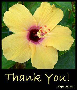 Thank_you_yellow_flower.JPG