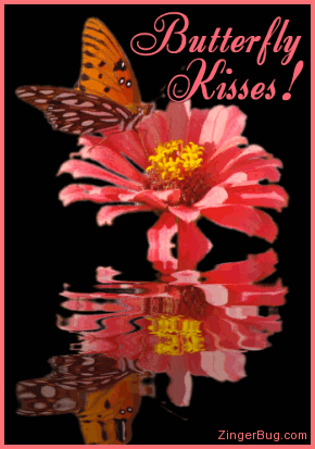 Butterfly Kisse on Butterfly Kisses Reflecting Butterfly Gif
