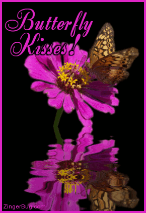 Butterfly Kisse on Butterfly Kisses Reflecting Butterfly On Flower Gif