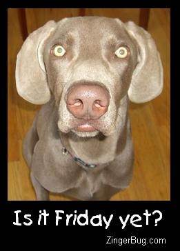 Is It Friday Yet Dog Photo Glitter Graphic, Greeting, Comment, Meme or GIF