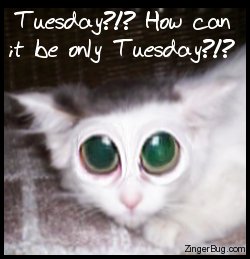 Only Tuesday Distort Kitten Glitter Graphic, Greeting, Comment, Meme or GIF